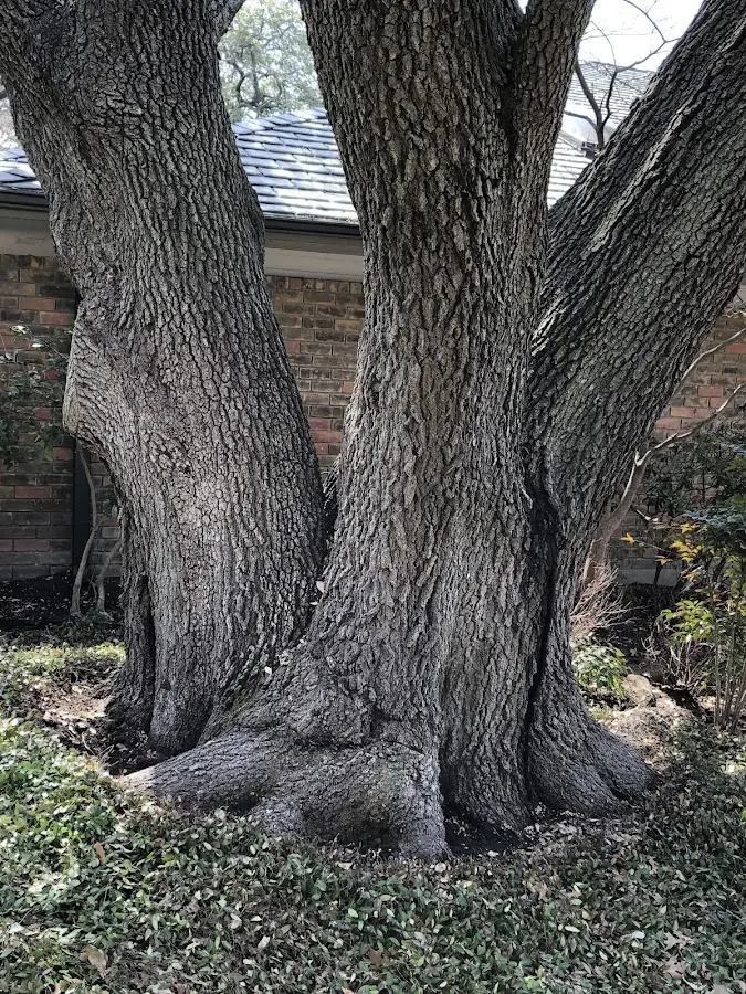 Mature heritage tree close to a Kanona property cared for by certified arborists