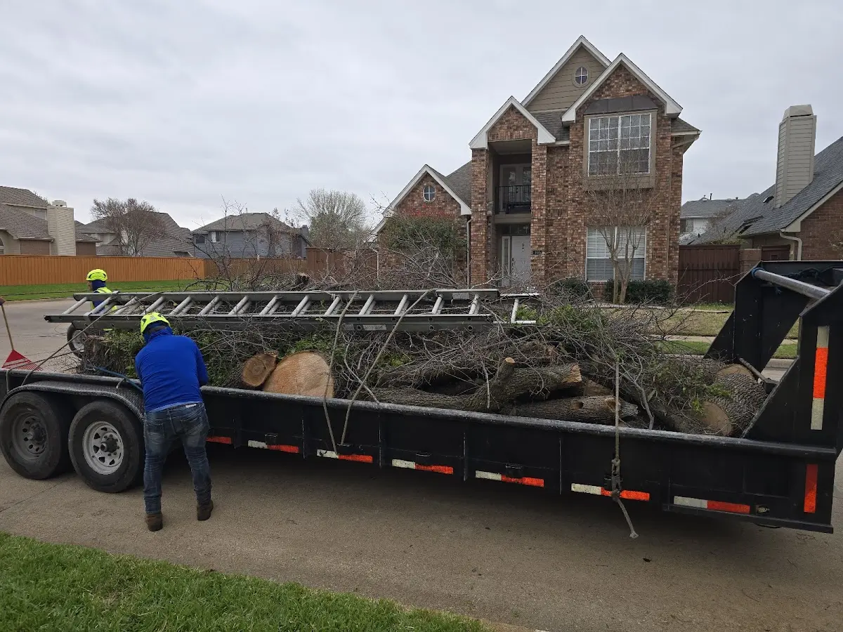 Expert Tree Removal with proper safety equipment in Kanona